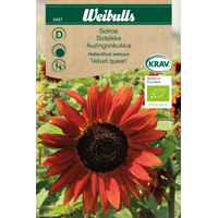 Weibulls Solros-'velvet queen' -  helianthus annuus, KRAV 6467 Weibulls Solros-'velvet queen' -  helianthus annuus, KRAV 6467
