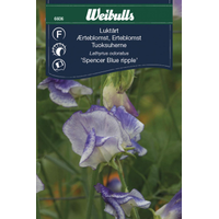 Weibulls Luktärt - lathyrus odoratus Spencer Blue Ripple 6606, Nyhet