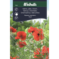 Weibulls Vallmo, orient  - papaver orientale l 7025