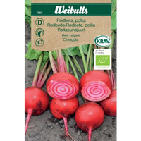 Weibulls Rödbeta chioggia  - beta vulgaris 7859 KRAV