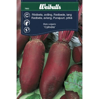 Weibulls Rödbeta, avlång - beta vulgaris Cylindra 7863, Nyhet Weibulls Rödbeta, avlång - beta vulgaris Cylindra 7863, Nyhet