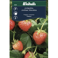 Weibulls Jordgubbe  - fragaria x ananassa 8226