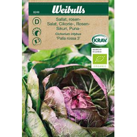 Weibulls Rosensallat - 'palla rossa 5' - cichorium intybus 8249 KRAV