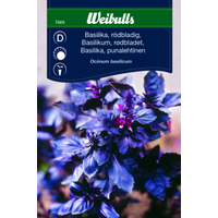 Weibulls Basilika, rödbladig - ocimum basilicum 7669