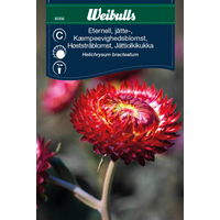Weibulls Eternell, jätte Scarlet Djupröd  6056- Xerochrysum Bracteatum, Nyhet 2021
