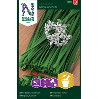 Nelson Garden Kinesisk gräslök - garlic oriental - allium tuberosum 90314