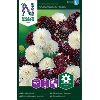 Nelson Garden Praktvädd - 'snowmaiden', 'black knight' - scabiosa atropurpurea Nelson Garden Praktvädd - 'snowmaiden', 'black knight' - scabiosa atropurpurea