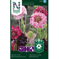 Nelson Garden Praktvädd - 'summer fruits' - scabiosa atropurpurea  Nelson Garden Praktvädd - 'summer fruits' - scabiosa atropurpurea