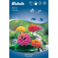 Weibulls Zinnia - zinnia elegans Dream Lavender 7502, Nyhet