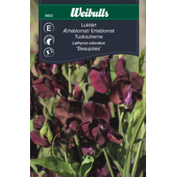 Weibulls Luktärt vinröd  - lathyrus odoratus