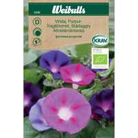 Weibulls Vinda, purpur - ipomoea purpurea 6556