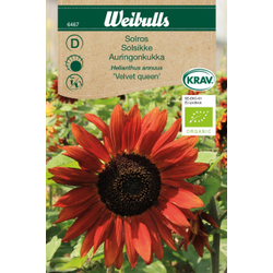 Weibulls Solros-'velvet queen' -  helianthus annuus, KRAV 6467