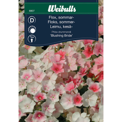 Weibulls Sommar Flox Blushing Bride 6807  Nyhet 2023