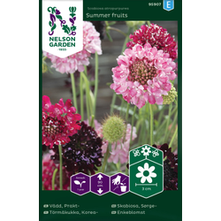 Nelson Garden Praktvädd - 'summer fruits' - scabiosa atropurpurea 
