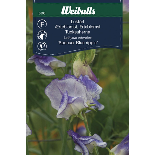 Weibulls Weibulls Luktärt - lathyrus odoratus Spencer Blue Ripple 6606, Nyhet