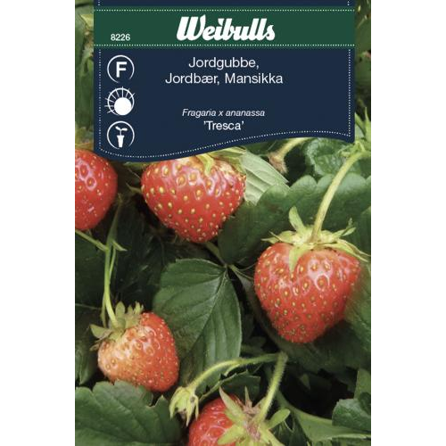Weibulls Weibulls Jordgubbe  - fragaria x ananassa 8226