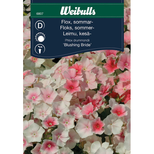 Weibulls Weibulls Sommar Flox Blushing Bride 6807  Nyhet 2023