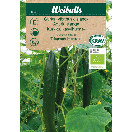 Weibulls Weibulls Gurka, Telegrafh Improved  växthusgurka 8043, Nyhet 2023