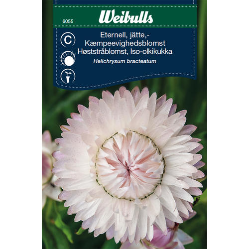 Weibulls Weibulls Eternell, jätte Rosa-Silver  6055- Xerochrysum Bracteatum, Nyhet 2021