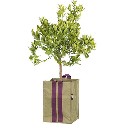 Nelson Garden  Plantkasse Blueberry Medium Army 21l