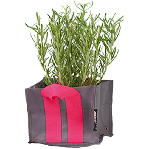 Nelson Garden  Plantkasse Blueberry XSmall Antracit 2 l