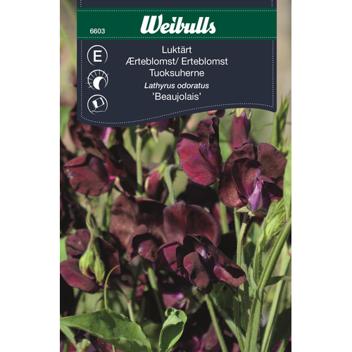 Weibulls Weibulls Luktärt vinröd  - lathyrus odoratus