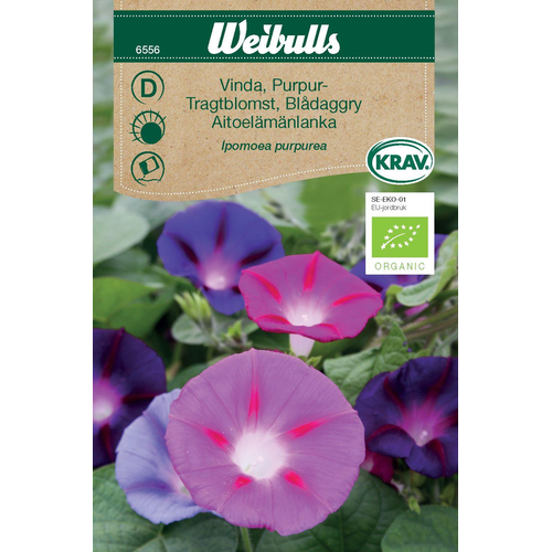 Weibulls Weibulls Vinda, purpur - ipomoea purpurea 6556
