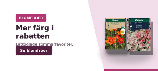 Mer färg i rabatten