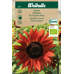 Weibulls Solros-'velvet queen' -  helianthus annuus, KRAV 6467