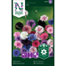 Nelson Garden Blåklint - mix - centaurea cyanus 93374 Nelson Garden Blåklint - mix - centaurea cyanus 93374