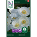 Nelson Garden Kornvallmo - 'bridal silk' - papaver rhoeas l. 95769 Nelson Garden Kornvallmo - 'bridal silk' - papaver rhoeas l. 95769
