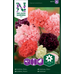 Nelson Garden Pionvallmo - - papaver somniferum 95777 Nelson Garden Pionvallmo - - papaver somniferum 95777