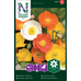 Nelson Garden Sibirisk vallmo -  - papaver croceum 95801