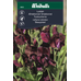 Weibulls Luktärt vinröd  - lathyrus odoratus
