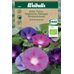 Weibulls Vinda, purpur - ipomoea purpurea 6556